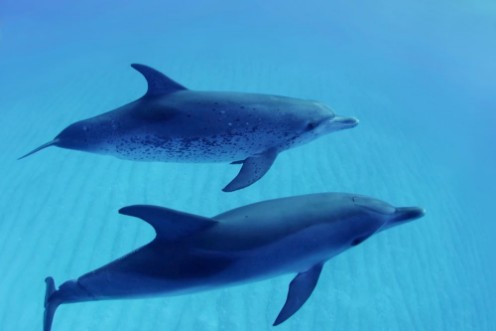 Afbeeldingen van Shallow Swimming Dolphin