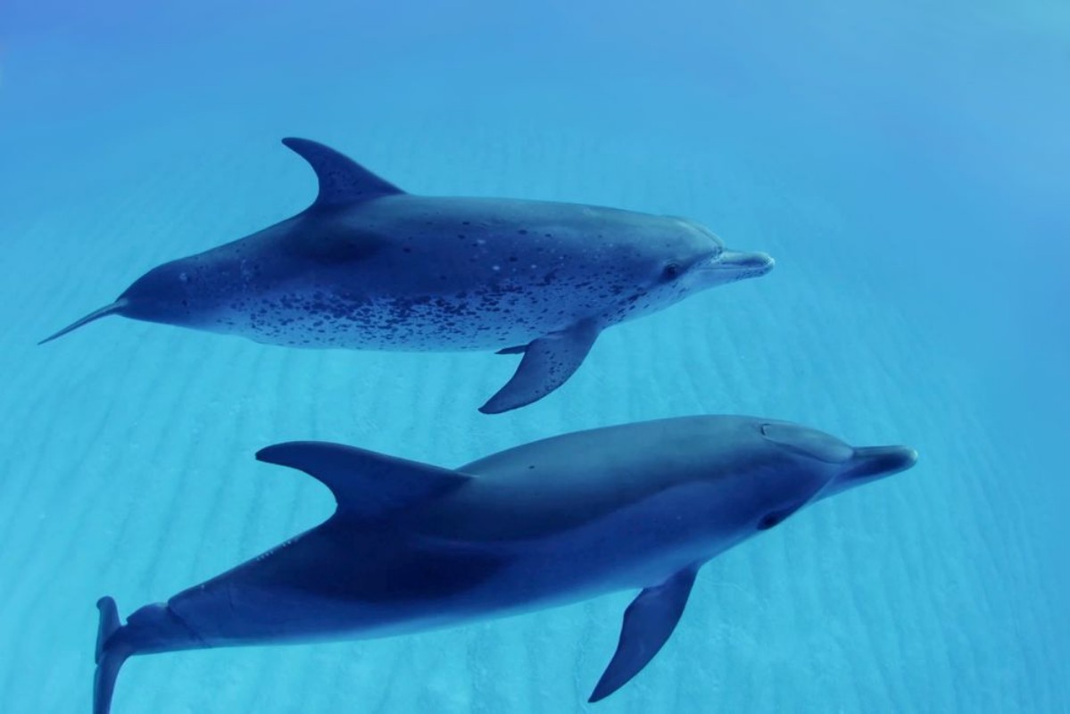 Picture of Shallow Swimming Dolphin