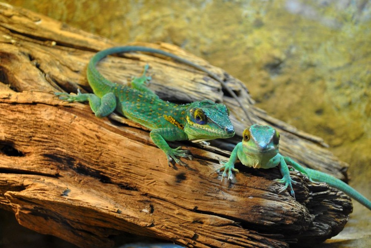 Picture of Gecko Lizards
