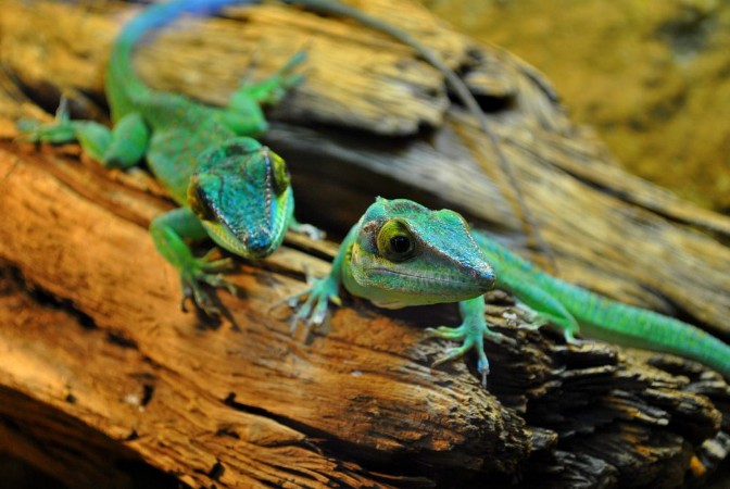 Picture of Jaszczurki