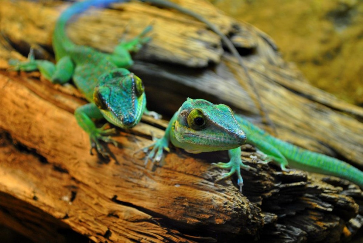 Picture of Jaszczurki