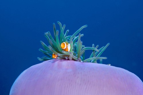 Afbeeldingen van Colorful Clownfishes