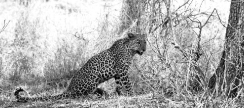 Afbeeldingen van Leopard