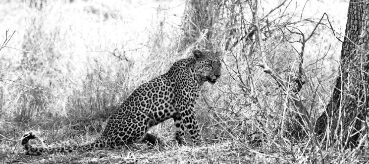 Afbeeldingen van Leopard