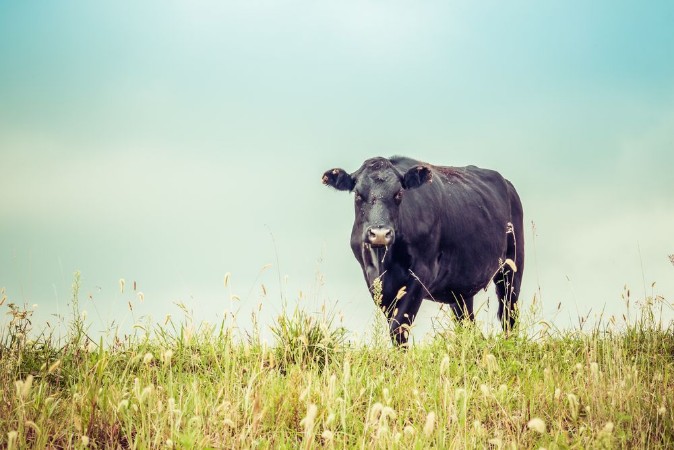 Picture of Cow Looking Retro