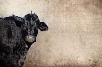 Bild på Cute black cow on farm with grunge texture background great for agriculture or rural graphics