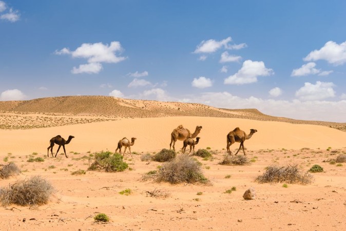 Bild på Camel Coalition