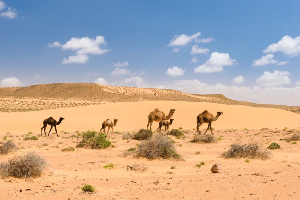 Image de Camel Coalition