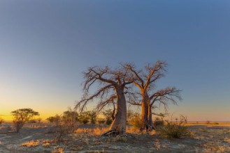 Pilt Baobab trees in yellow morning light
