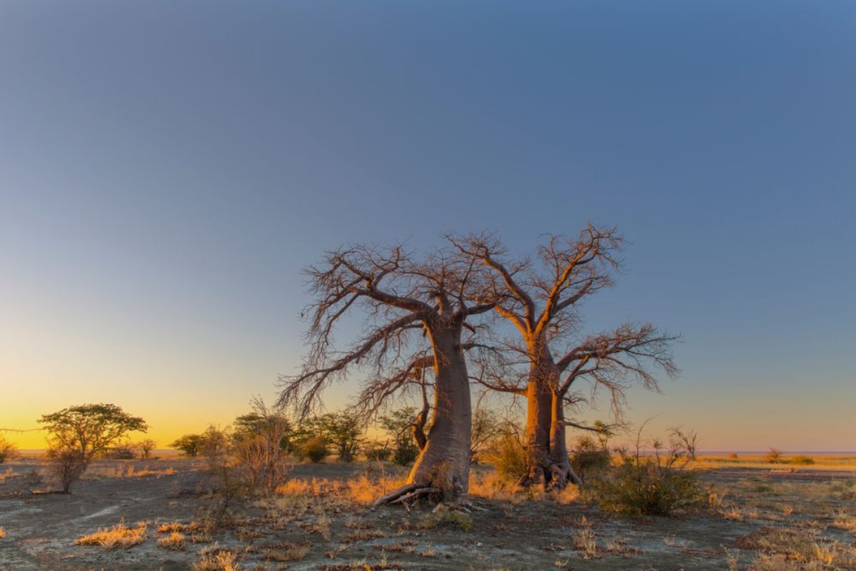 Picture of Baobab trees in yellow morning light