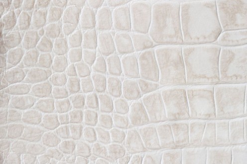 Bild vun Fashion cream scales macro exotic background embossed under the skin of a reptile crocodile Texture genuine leather close-up light tones trend
