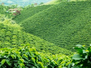 Obrázok z Coffee Plantation