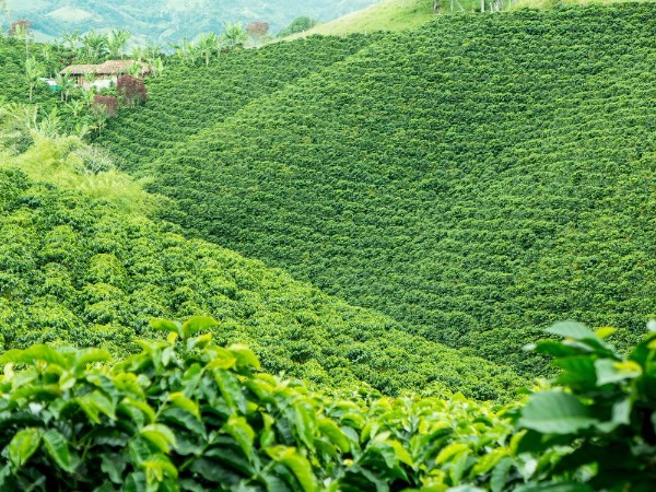 Afbeeldingen van Coffee Plantation