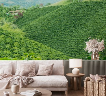 Picture of Coffee Plantation