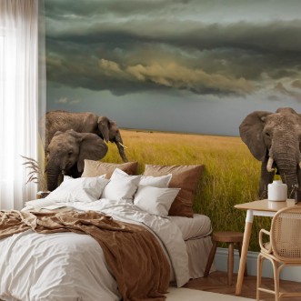 Afbeeldingen van Elephant Family