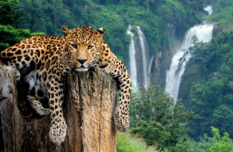 Bild vun Leopard on waterfall background
