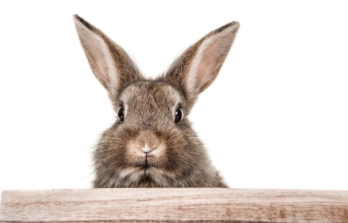 Hase  photowallpaper Scandiwall