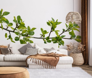 Picture of Branch of pear wood