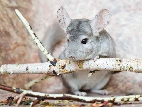 Kép Climbing Chincilla