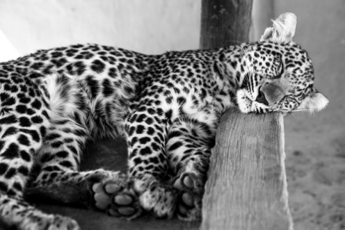 Picture of Leopard cub - cuteness 