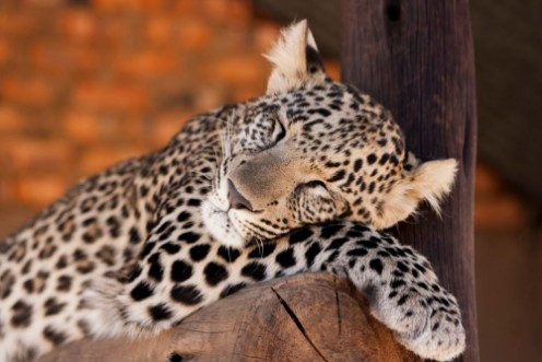 Picture of Leopard cub - cuteness 