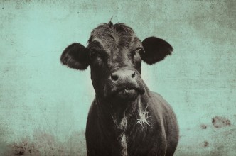 Afbeeldingen van Cute angus cow on farm with vintage grunge effect  Black heifer face against rural sky great for background or print