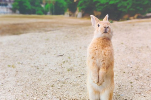 Picture of Wild rabbit in a field