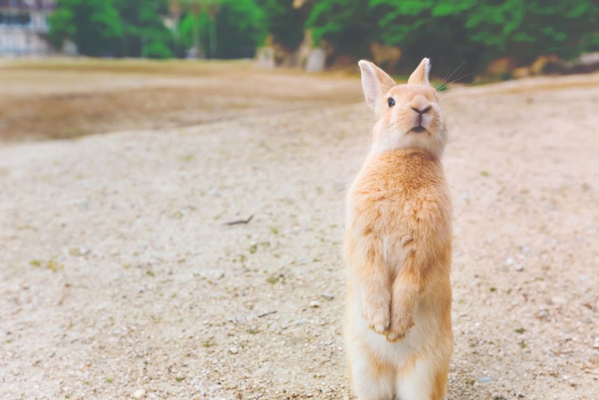 Image de Wild rabbit in a field