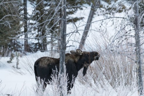Afbeeldingen van Moose