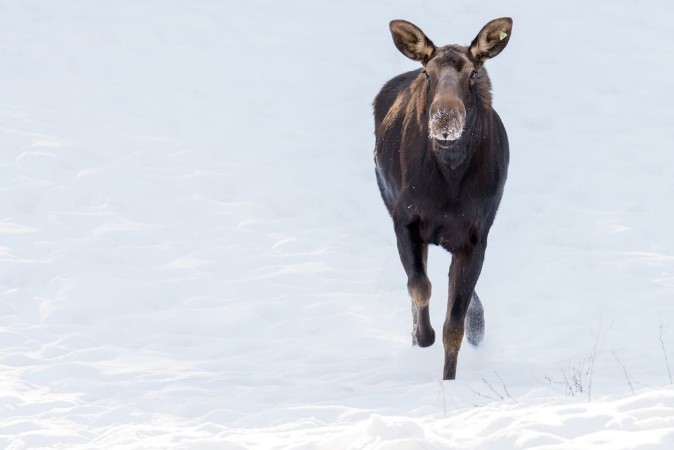 Slika Moose on the run 