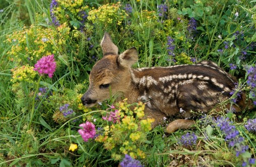 Picture of Capreolus capreolus  Chevreuil