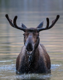 Image de Bull Moose