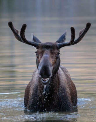 Image de Bull Moose