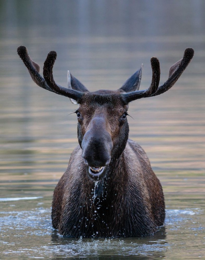 Picture of Bull Moose