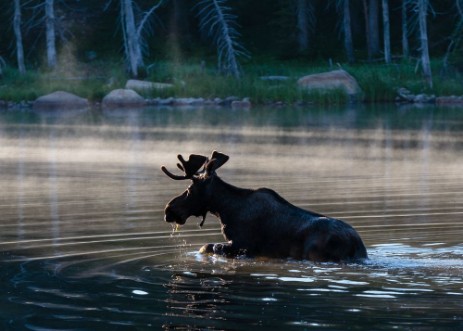 Afbeeldingen van Bull Moose