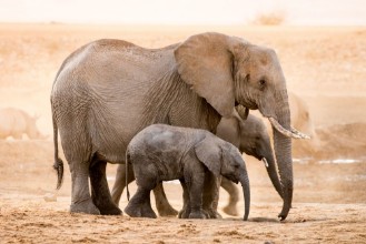 Bild von African Elephant