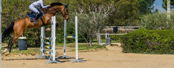 Bild von Equitationsaut dobstaclescomptition