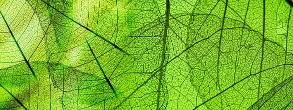 Afbeeldingen van Green foliage texture