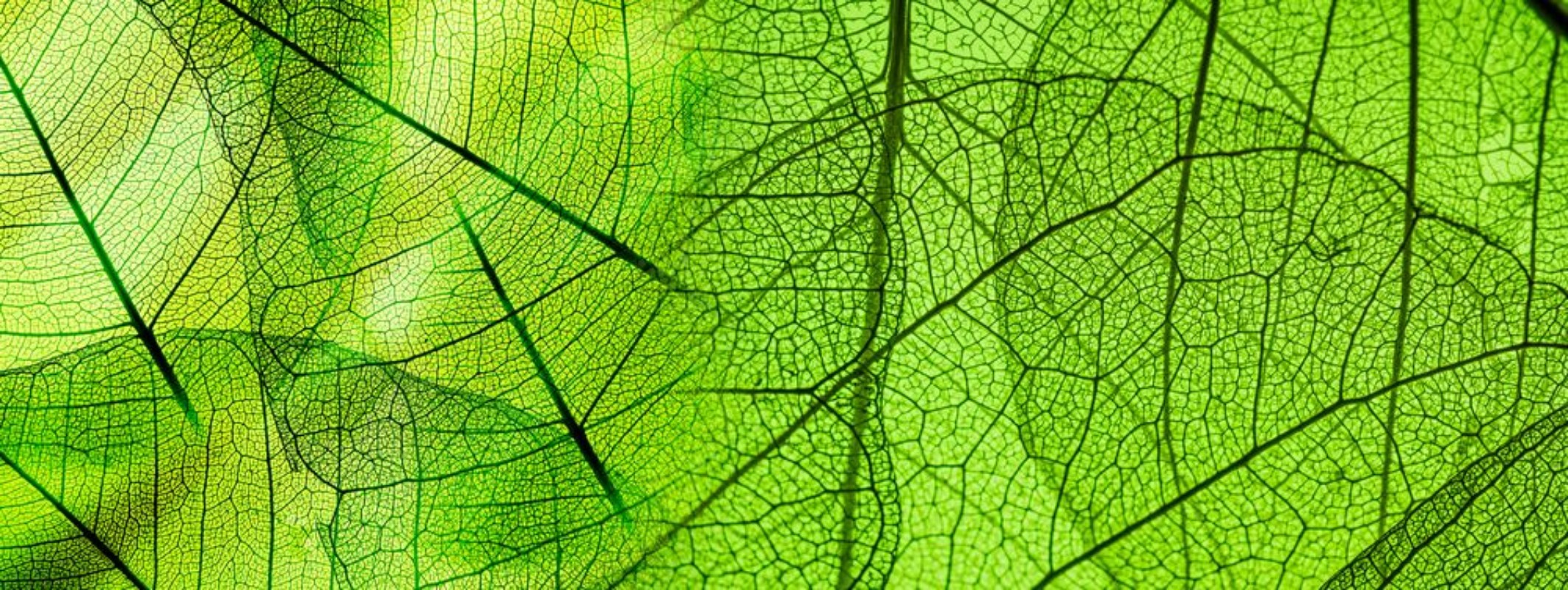 Afbeeldingen van Green foliage texture