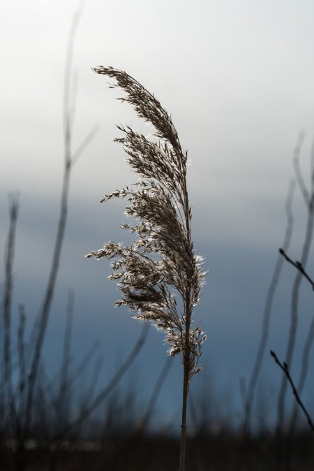 Picture of One glowing reed flower