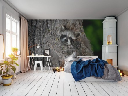 Picture of Young Raccoon Procyon lotor Pokes Head Out of Knothole