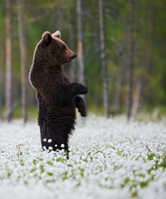 Picture of Bear standing among white flowers