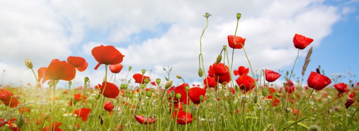Picture of Poppies field in rays sun