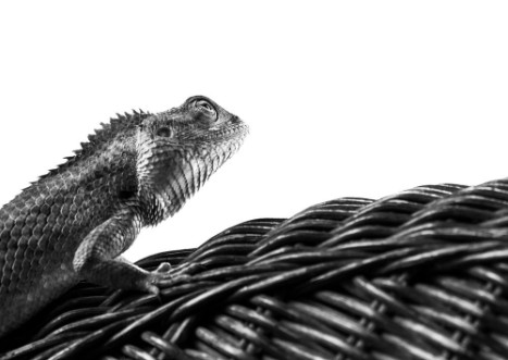 Picture of Beautiful monochrome bearded Dragon lizard  resting on vine chair with white background