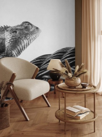 Picture of Beautiful monochrome bearded Dragon lizard  resting on vine chair with white background
