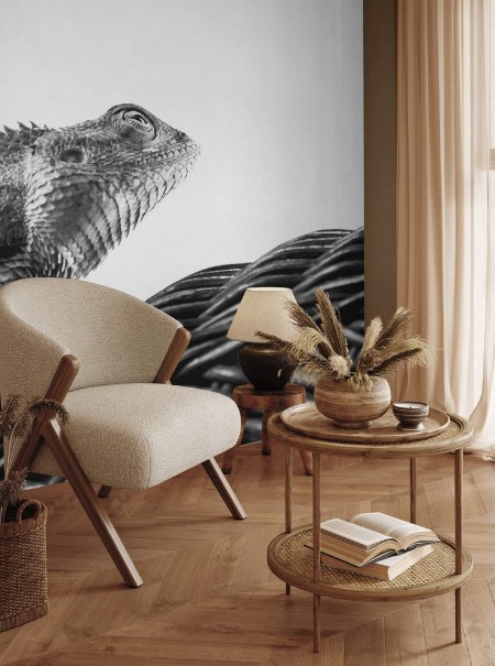 Picture of Beautiful monochrome bearded Dragon lizard  resting on vine chair with white background