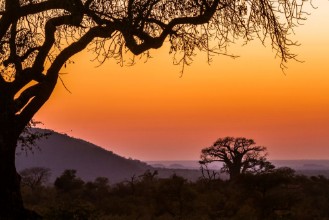 Picture of Baobab-tre Sør-Afrika