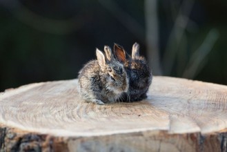 Slika Rabbit on a stump