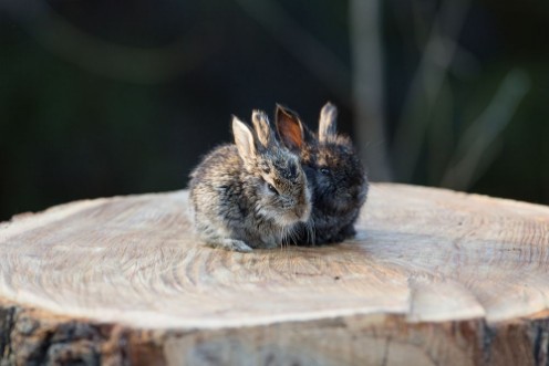 Rabbit on a stump photowallpaper Scandiwall