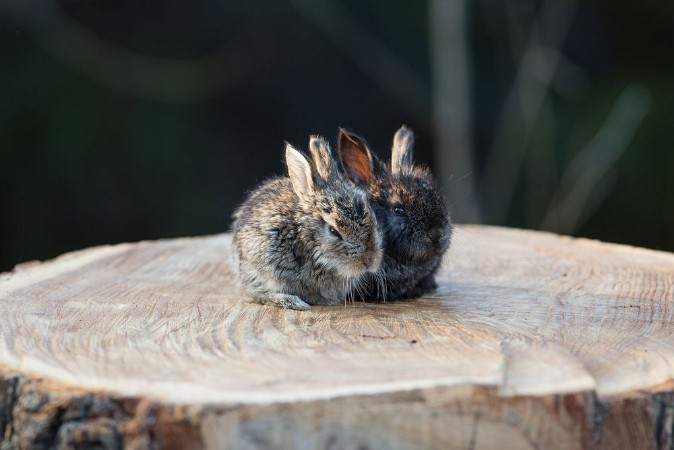 Rabbit on a stump photowallpaper Scandiwall